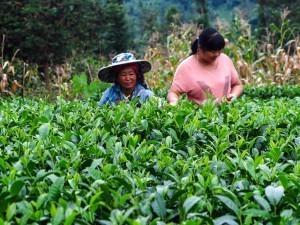 Tea plantations on the China motorcycle tour